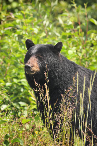 큰 암컷 흑곰 뿌리 우르수스 아메리카누스 - 암퇘지 뉴스 �사진 이미지