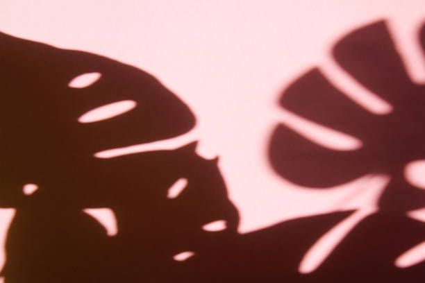 istock Shadow of monstera leaves on pink background. 1251593079