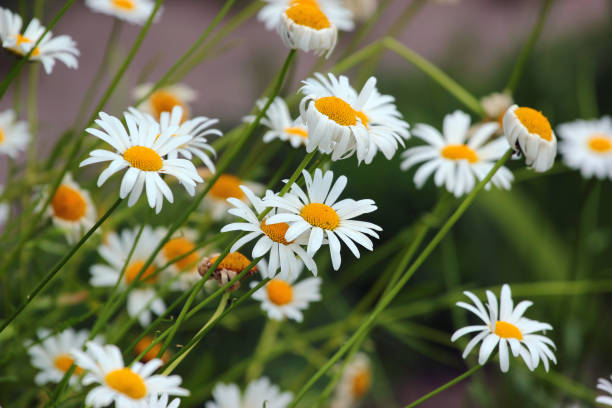 flores de manzanilla alemanas en un jardín - german chamomile drink chamomile plant chamomile fotografías e imágenes de stock