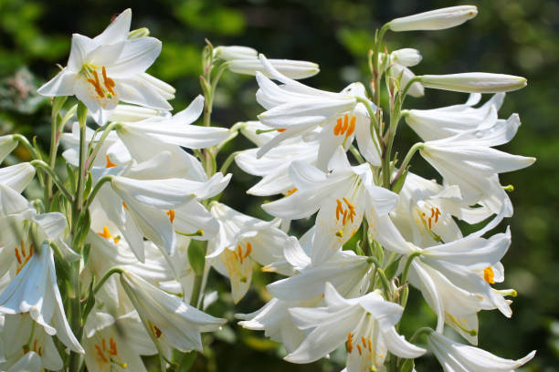 istock White lily flowers in a garden 1251594517