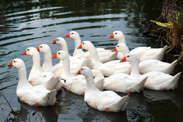 istock White geese swim in a pond 1251594520