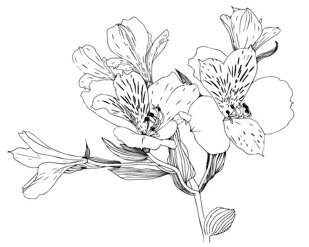 ilustraciones, imágenes clip art, dibujos animados e iconos de stock de línea arte flores alstroemeria siluetas negras - silhouette beautiful flower head close up