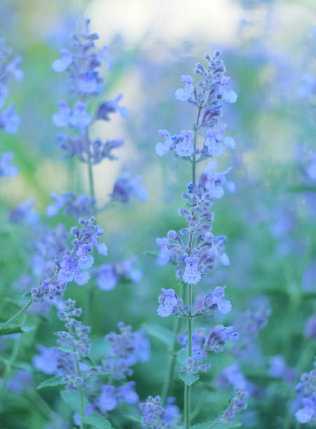 istock Blue salvia flowers 1251597349