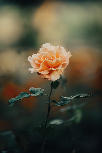 Shot of a roses at sunrise in the springtime