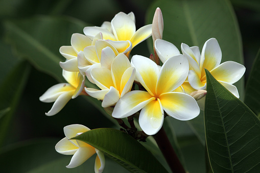 Plumeria, also known as Frangipani, is a genus of flowering plant in the sub-family of Rauvolfioideae, of the family Apocynaceae. The genus Plumeria is named in honor of 17th century French botanist and Catholic monk Charles Plumier, who traveled to the New World, documenting many plant and animal species. The “frangipani” comes from a fictional 16th century marquis of the noble Frangipani family in Italy, who created a synthetic plumeria-like perfume.\nPlumeria is tropical tree, famous for its gorgeous flowers which are used to make leis (floral garlands).