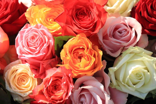 istock Colorful wedding roses 1251597441