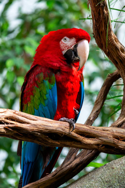 istock gorgeous red macaw at the zoo 1251597504