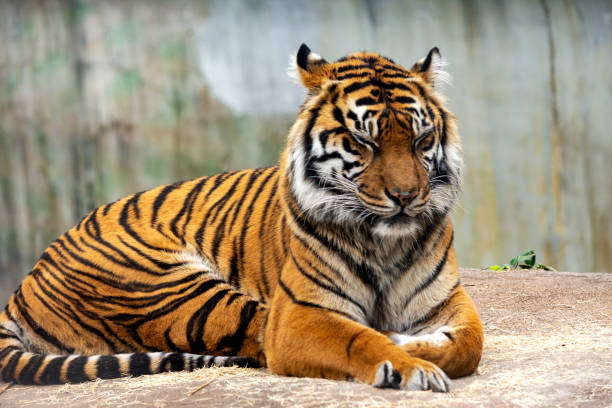 istock bengal tiger at the zoo 1251597570