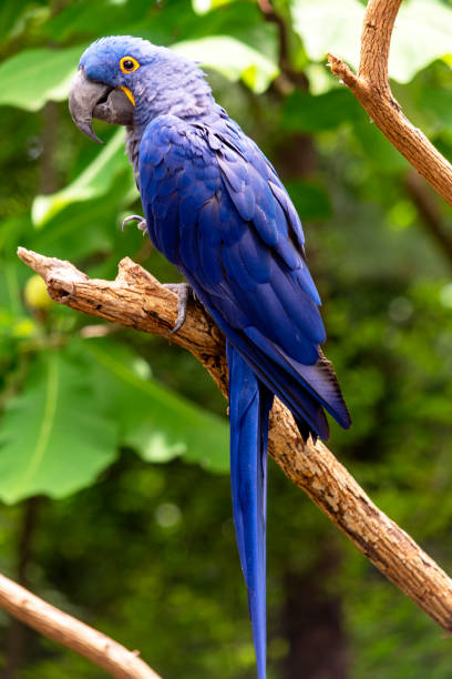 istock Hyacinth macaw at the zoo 1251597572