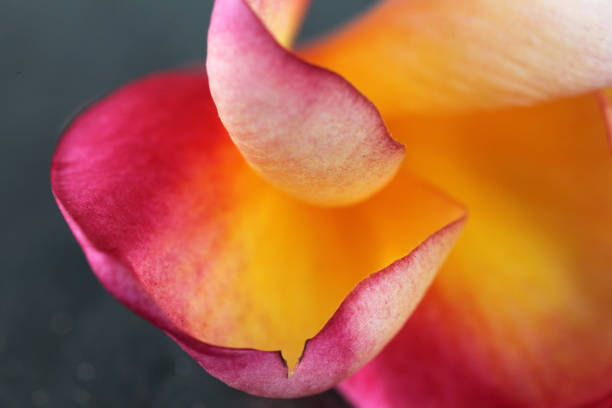 Extreme closeup of Pink and Yellow Frangipani