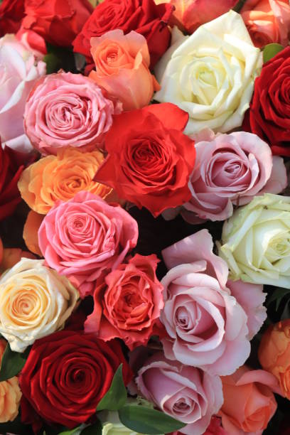 istock Colorful wedding roses 1251597673
