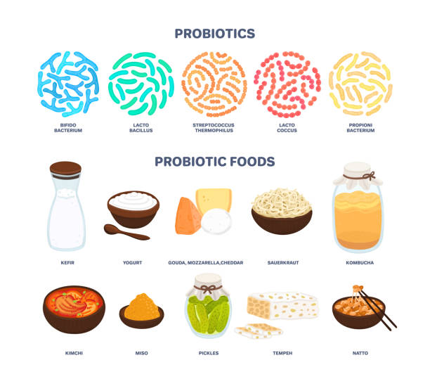 Vector probiotic foods. Best sources of probiotics. Beneficial bacteria improve health. Isolated elements Vector probiotic foods. Best sources of probiotics. Beneficial bacteria improve health. Isolated elements is for label, brochure, menu, advertising, article about diets, healthy and proper nutrition lactic acid stock illustrations