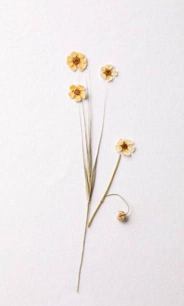 istock Little flower arrangement 1251599333