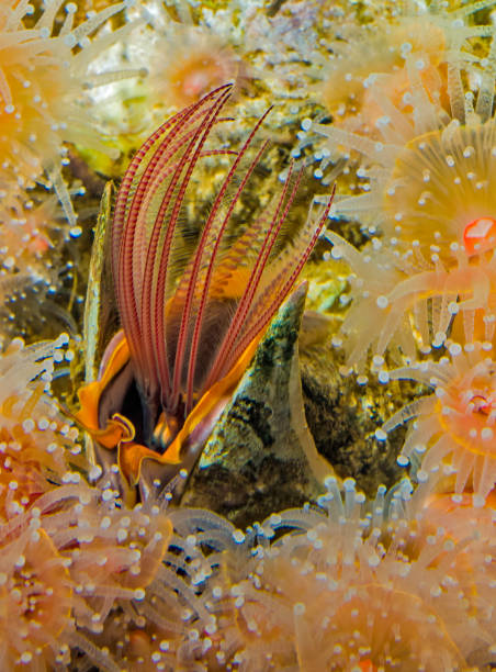 giant acorn barnacle feeding using cirri, balanus nubilus, monterey, california; artropodi; crostacei; thoracica; balanidae - filter feeder foto e immagini stock