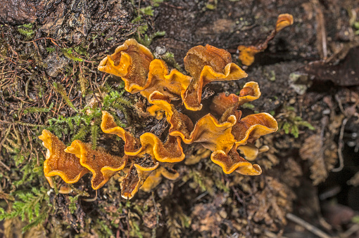 False Turkey tail mushroom, Stereum hirsutum from Armstrong Redwoods State Natural Reserve, California, United States.