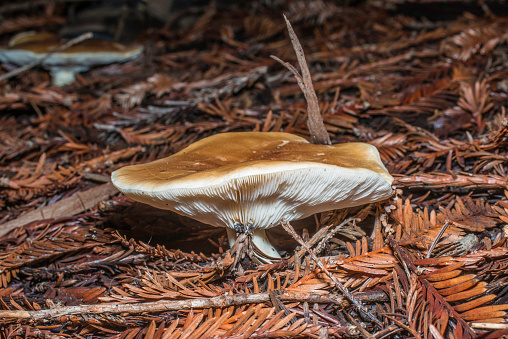 Leucopaxillus gentianeus is a bitter-tasting, known as the bitter false funnelcap, or the bitter brown leucopaxillus and found in Sonoma County. Ragle Ranch County Park