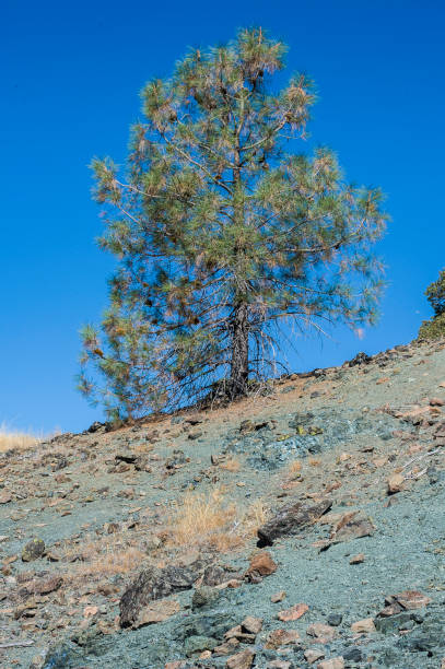 istock Knobcone Pine, Pinus attenuata,  is a tree that grows in mild climates on poor soils. It ranges from the mountains of southern Oregon to Baja California with the greatest concentration in northern California and the Oregon-California border. 1251600730