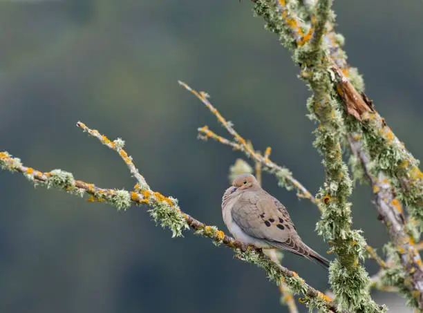 Photo of The Mourning Dove (Zenaida macroura) is a member of the dove family (Columbidae). The bird is also called the Turtle Dove or the American Mourning Dove or Rain Dove.