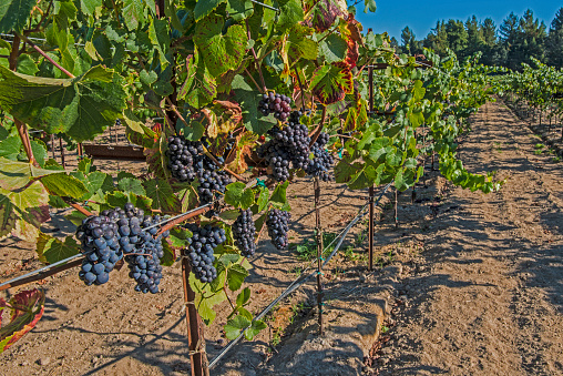 Pinot noir es una variedad de uva de vino negro de la especie Vitis vinifera. El nombre también puede referirse a vinos creados predominantemente a partir de uvas Pinot noir. El nombre se deriva de las palabras francesas para 