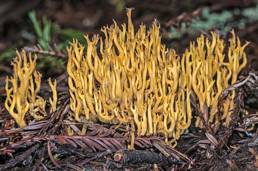 Mushroom, Phaeoclavulina myceliosa; Armstrong Redwoods State Natural Reserve is a state park in California.