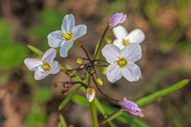 Cardamine californica (Milkmaids) (also Dentaria californica) is a flowering plant in the family Brassicaceae. Cardamine californica (Milkmaids) (also Dentaria californica) is a flowering plant in the family Brassicaceae. dentaria stock pictures, royalty-free photos & images