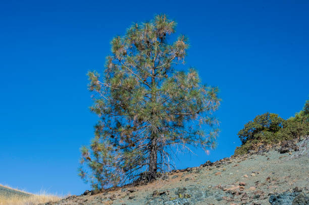 istock Knobcone Pine, Pinus attenuata,  is a tree that grows in mild climates on poor soils. It ranges from the mountains of southern Oregon to Baja California with the greatest concentration in northern California and the Oregon-California border. 1251600833
