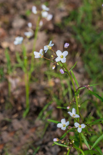 Cardamine californica (Milkmaids) (also Dentaria californica) is a flowering plant in the family Brassicaceae. Cardamine californica (Milkmaids) (also Dentaria californica) is a flowering plant in the family Brassicaceae. dentaria stock pictures, royalty-free photos & images
