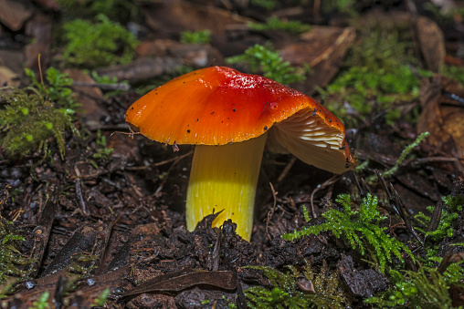Hygrocybe punicea, mushroom, Armstrong Redwoods State Natural Reserve is a state park in California, United States, 