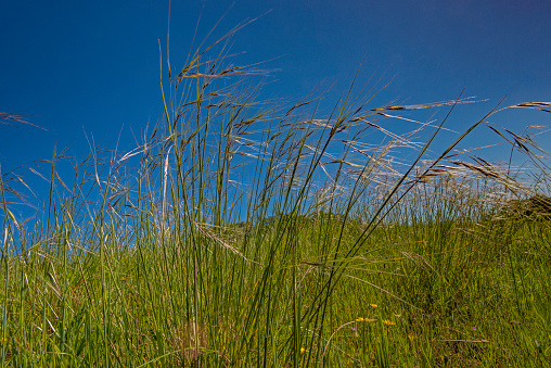 Stipa pulchra, is a species of native grass known by the common names purple needlegrass and purple tussockgrass found in Pepperwood Preserve; Santa Rosa;  Sonoma County, California