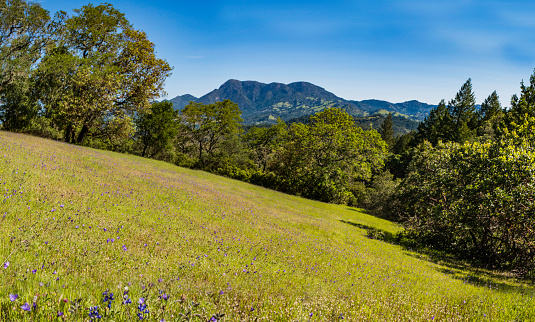 Mount Saint Helena in the spring at Pepperwood Preserve; Santa Rosa;  Sonoma County, California
