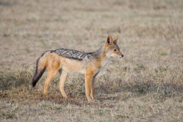 istock Black backed Jackal (Canis mesomelas) Maasai Mara, Kenya 1251603722
