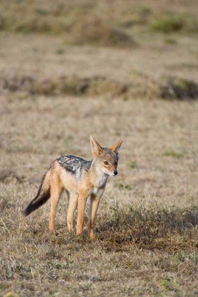 istock Black backed Jackal (Canis mesomelas) Maasai Mara, Kenya 1251603735