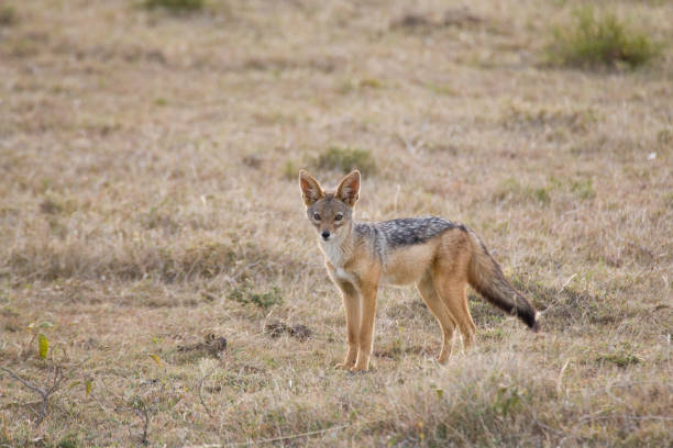 istock Black backed Jackal (Canis mesomelas) Maasai Mara, Kenya 1251605119