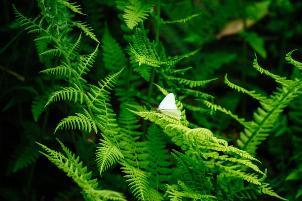 Wide angle view of a white butterfly on a fern leaf in Bellevue, WA, United States