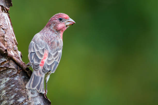 A house finch perched on the side of a tree A house finch perched on the side of a tree in Tobaccoville, NC, United States haemorhous mexicanus stock pictures, royalty-free photos & images