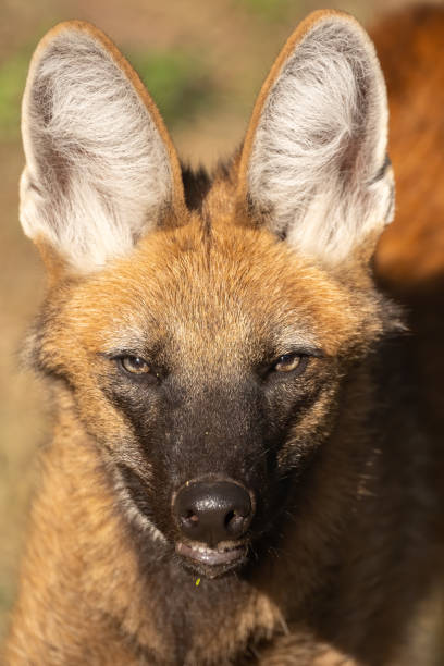 un portrait d’un loup mané - loup à crinière photos et images de collection