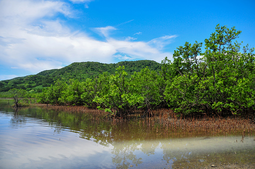 Okinawan mangroves shining in the blue sky
