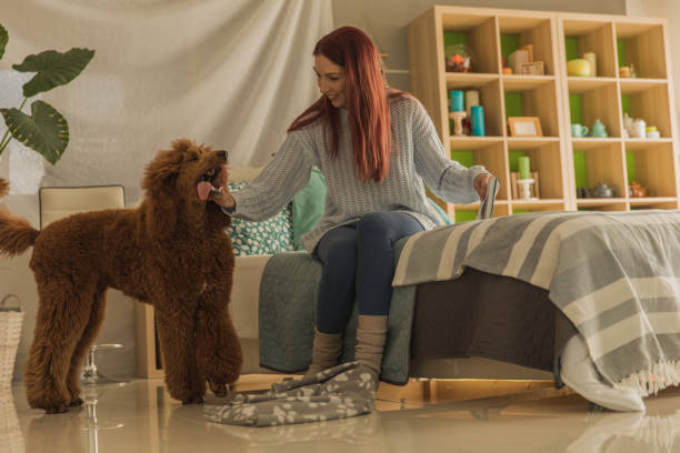 istock Happy dog enjoying while playing with his owner 1251610603