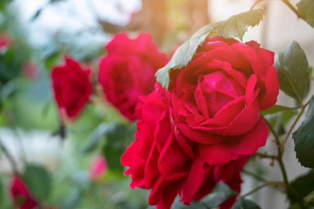 Close-up of a red climbing roses.