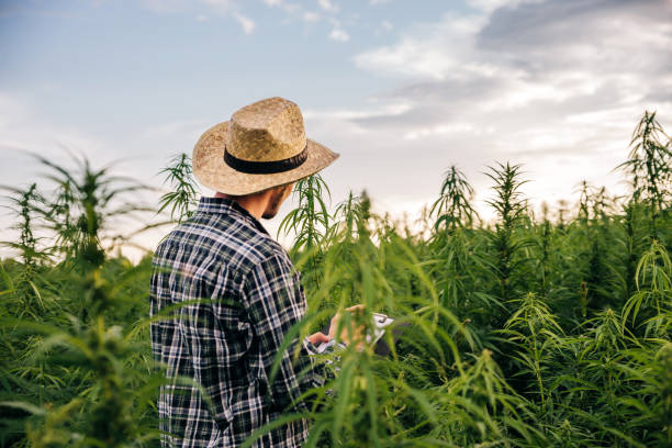 male scientist stands in medical cannabis field at sunset - environment homegrown produce canada north america imagens e fotografias de stock