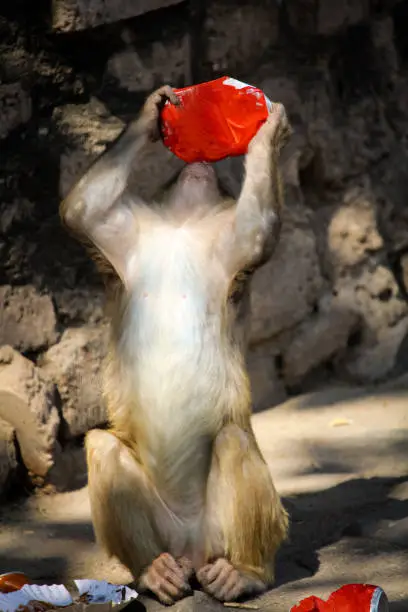 Photo of A Indian monkey or bonnet macaque eating human food and soft drink.