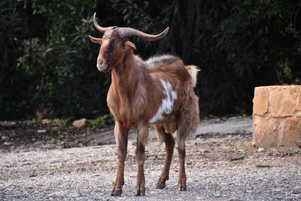 istock Large Brown Ram in Akamas National Park 1251614926