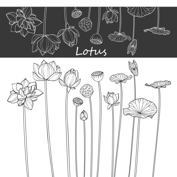 lotus Sketch Floral Botany Collection. lotus or lily water flower drawings. Black and white with line art on white backgrounds. Hand Drawn Botanical Illustrations.Vector. lotus water lily illustrations stock illustrations