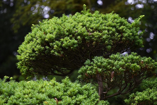 Dwarf japanese yew is a Taxaceae evergreen tree with horizontal branches.