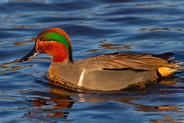 istock green-winged teal swimming in lake water 1251620864