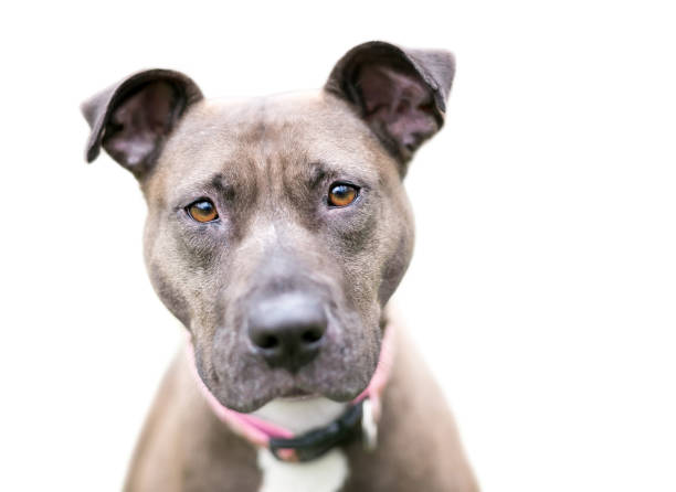 istock A Pit Bull Terrier mixed breed dog looking at the camera 1251620970