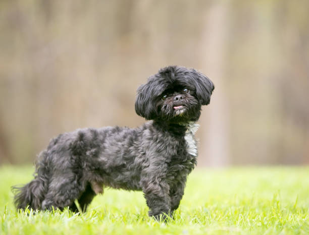 istock A black Shih Tzu mixed breed dog 1251621492