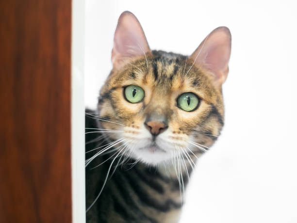 istock A Bengal cat with bright green eyes peeking around a doorway 1251621542