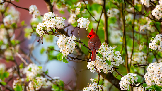 A brilliant red cardinal is perched among white flowering blossoms in a Bradford Pear tree on a spring day in eastern North Carolina.
