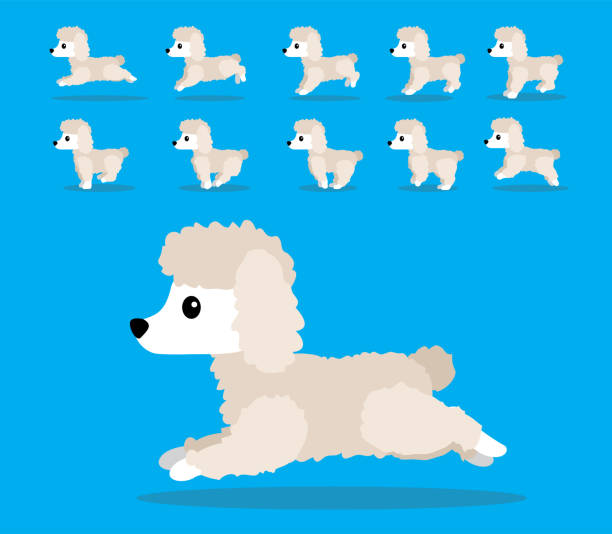 illustrations, cliparts, dessins animés et icônes de animal animation séquence chien standard caniche cartoon vector - standard poodle